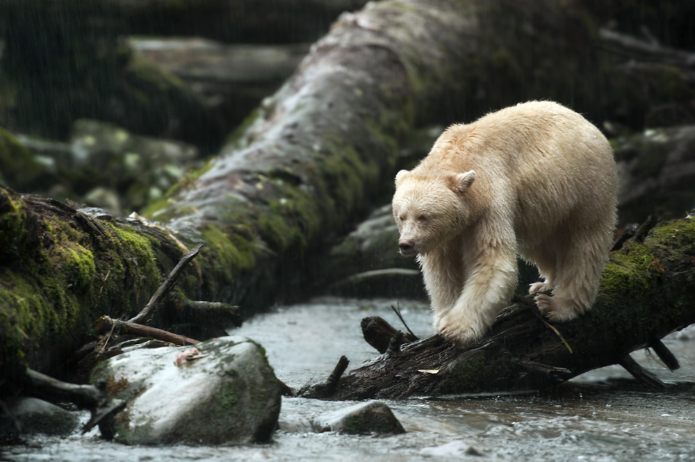 A Poet in The Great Bear Rainforest Toque &amp; Canoe