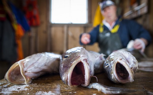 Cod fisherman Larry Keat / Fogo Island / Photo by John Lehmann