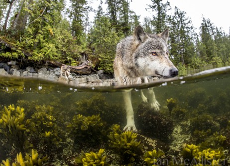 Great Bear Rainforest / Photo by Ian McAllister / Pacific Wild