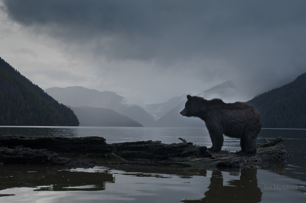 Great Bear Rainforest