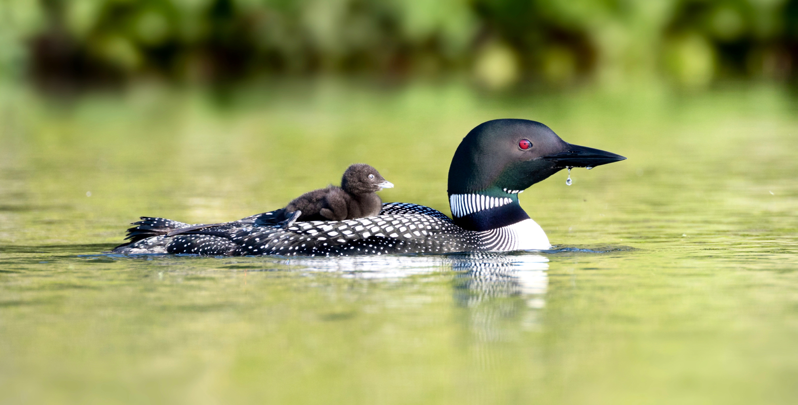 Adam Hill insists nothing says Canada more during summer than a loon call.
